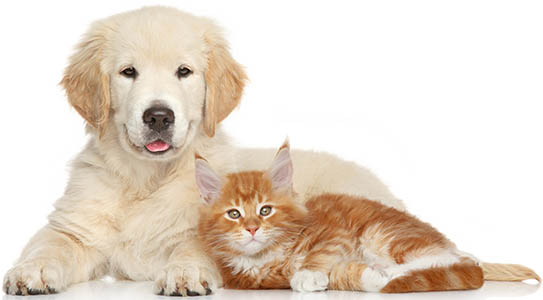 Huntsville Pet Resort